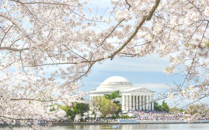 Cherry blossoms in spring